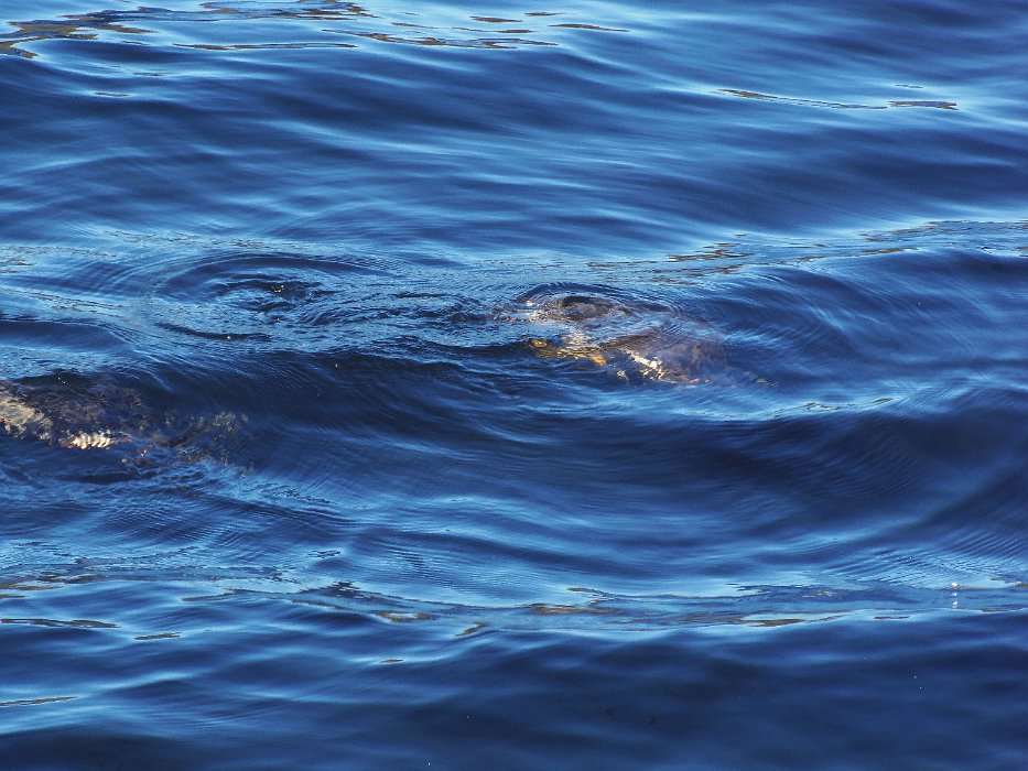 017-turtles diving.jpg